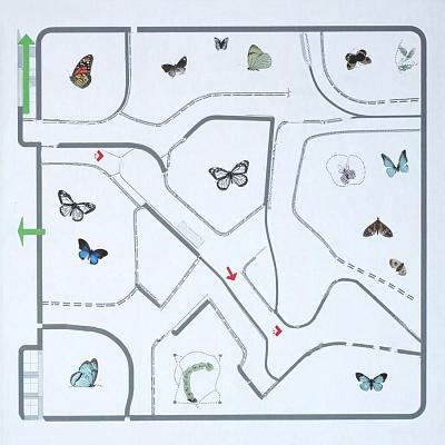 Бабочки Морфо Менелай